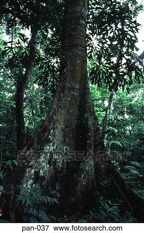 Large Tree Trunk Soberania National Park Panama View Large Photo Image Stock Photo - Large Tree Trunk Soberania National Park Panama. Fotosearch