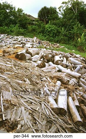 Logging Iquitos Amazon Peru View Large Photo Image Picture - Logging Iquitos Amazon Peru. Fotosearch