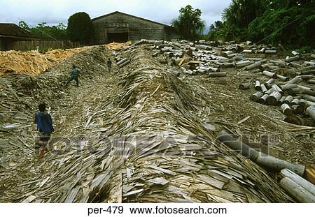 Logging Iquitos Amazon Peru View Large Photo Image Stock Photo - Logging Iquitos Amazon Peru. Fotosearch