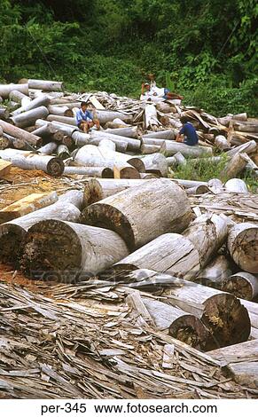 Logging Iquitos Amazon Peru View Large Photo Image Stock Photography - Logging Iquitos Amazon Peru. Fotosearch
