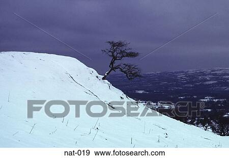 Lone Tree Snow Covered Hill View Large Photo Image Stock Photo - Lone Tree Snow Covered Hill. Fotosearch