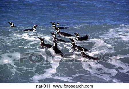 Magellan Penguins Swimming in the Sea View Large Photo Image Stock Image - Magellan Penguins Swimming in the Sea. Fotosearch