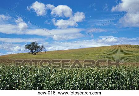 Maize Covered Hills North Island New Zealand View Large Photo Image Stock Photograph - Maize Covered Hills North Island New Zealand. Fotosearch