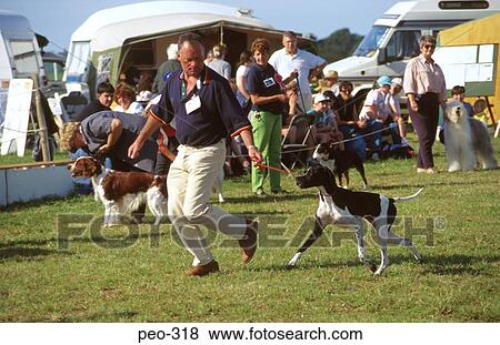 Man Running with Dog at Dog Show Wales UK View Large Photo Image Stock Photo - Man Running with Dog at Dog Show Wales UK. Fotosearch