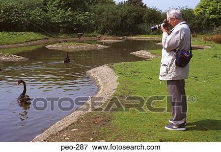 Man Taking Photograph of Black Swan in English Park View Large Photo Image Stock Photo - Man Taking Photograph of Black Swan in English Park. Fotosearch