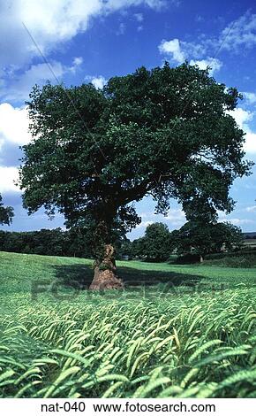Oak Tree in Green Wheat Field View Large Photo Image Stock Image - Oak Tree in Green Wheat Field. Fotosearch