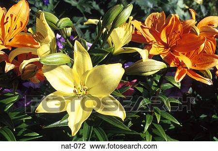 Stock Image - Orange and Yellow Lillies. Fotosearch