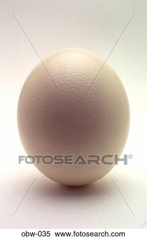 Ostrich Egg View Large Photo Image Stock Photography - Ostrich Egg. Fotosearch