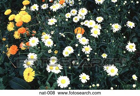Ox-eye Daisy with Marigolds View Large Photo Image Stock Photo - Ox-eye Daisy with Marigolds. Fotosearch