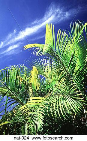 Palm Tree Leaves Catching Sunlight Venezuela View Large Photo Image Picture - Palm Tree Leaves Catching Sunlight Venezuela. Fotosearch