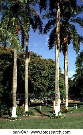 Palms and Trees in a Panama Garden View Large Photo Image Stock Photo - Palms and Trees in a Panama Garden. Fotosearch