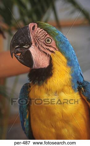 Stock Photo - Parrot Lima Peru. Fotosearch