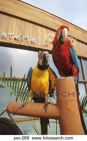 Parrots Lima Peru View Large Photo Image Stock Photo - Parrots Lima Peru. Fotosearch