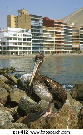 Stock Image - Pelican Sat on Rock Ancon Peru. Fotosearch