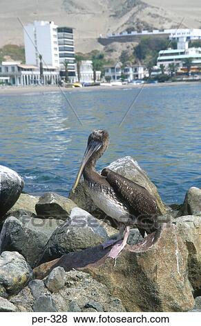 Pelican Sat on Rock Ancon Peru View Large Photo Image Stock Photo - Pelican Sat on Rock Ancon Peru. Fotosearch