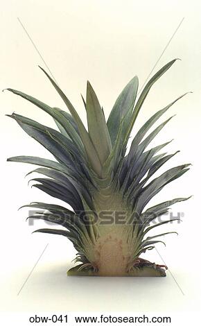 Pineapple Stalk View Large Photo Image Stock Image - Pineapple Stalk. Fotosearch