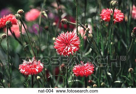 Pink Cornflowers Wales View Large Photo Image Picture - Pink Cornflowers Wales. Fotosearch