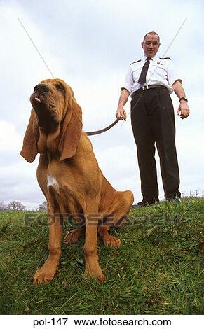 Stock Photo - Police Bloodhound with Handler. Fotosearch