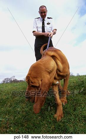 Police Dog sitting with Handler View Large Photo Image Stock Photo - Police Dog sitting with Handler. Fotosearch