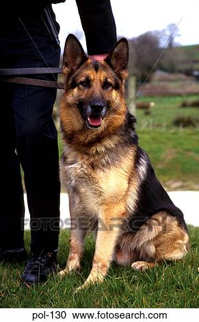 Police Dog View Large Photo Image Stock Image - Police Dog. Fotosearch