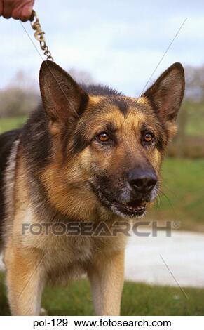 Stock Photo - Police Dog. Fotosearch