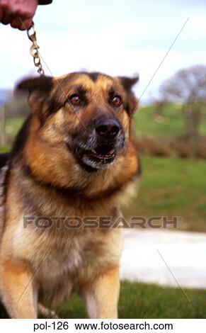 Stock Photograph - Police Dog. Fotosearch