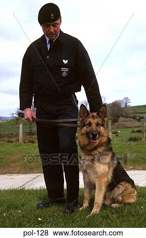 Police Dog with Handler View Large Photo Image Stock Photo - Police Dog with Handler. Fotosearch