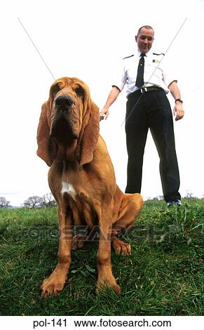Police Sniffer Dog and Handler View Large Photo Image Stock Image - Police Sniffer Dog and Handler. Fotosearch