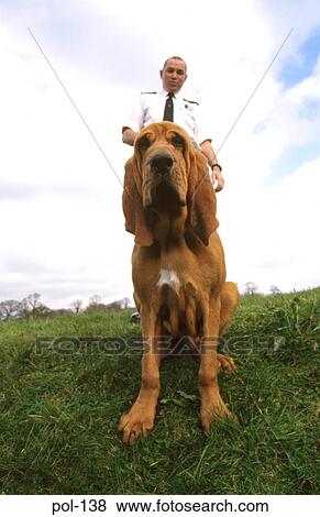 Police Sniffer Dogs View Large Photo Image Stock Photo - Police Sniffer Dogs. Fotosearch