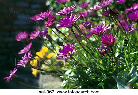 Purple Asterspernums View Large Photo Image Stock Photo - Purple Asterspernums. Fotosearch