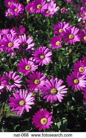 Stock Photo - Purple Asterspernums. Fotosearch