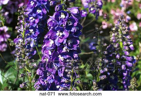 Purple Delphinium View Large Photo Image Stock Image - Purple Delphinium. Fotosearch
