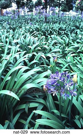 Purple Flower Amongst Green Leaves View Large Photo Image Stock Photo - Purple Flower Amongst Green Leaves. Fotosearch