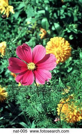 Purple Flower with Yellow Marigolds Wales View Large Photo Image Stock Photography - Purple Flower with Yellow Marigolds Wales. Fotosearch