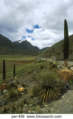 Puya Raimondii Plants Huaraz - Cordillera Blanc Peru View Large Photo Image Stock Photograph - Puya Raimondii Plants Huaraz - Cordillera Blanc Peru. Fotosearch