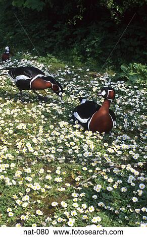 Red Breasted Goose View Large Photo Image Stock Image - Red Breasted Goose. Fotosearch