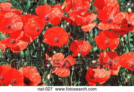 Red Field of Poppies View Large Photo Image Stock Photo - Red Field of Poppies. Fotosearch