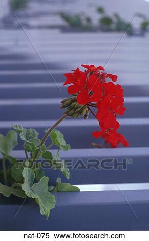 Red Flower in Pot View Large Photo Image Stock Photography - Red Flower in Pot. Fotosearch