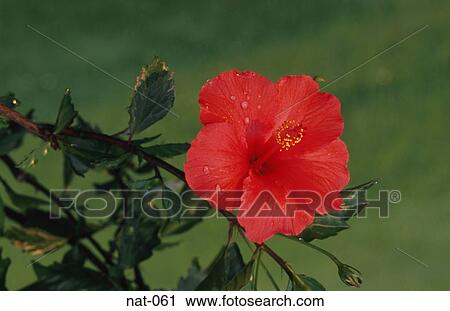 Red Flower View Large Photo Image Stock Image - Red Flower. Fotosearch