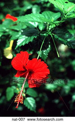 Red Flower with Stamen Thailand View Large Photo Image Stock Photo - Red Flower with Stamen Thailand. Fotosearch