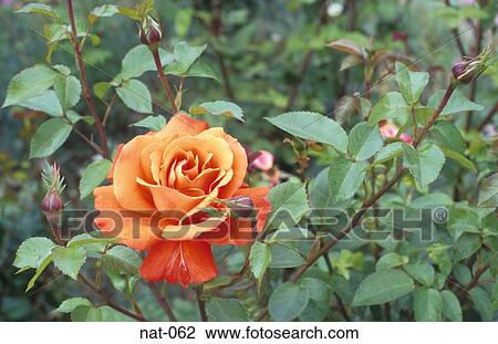 Stock Image - Rose Bush. Fotosearch