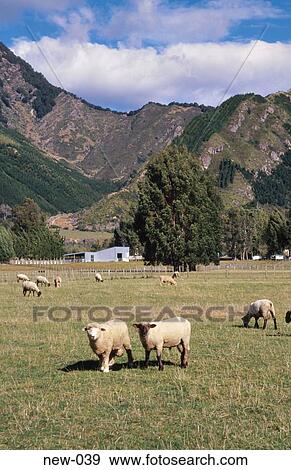 Sheep in Rural Landscape New Zealand View Large Photo Image Stock Photo - Sheep in Rural Landscape New Zealand. Fotosearch