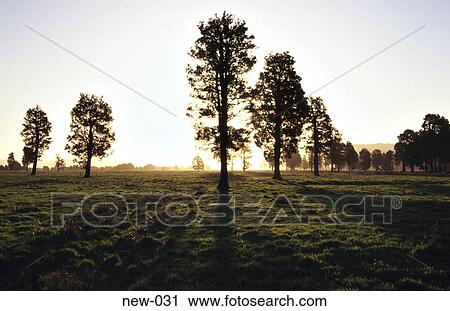 Silhouetted Trees in Sunset New Zealand View Large Photo Image Stock Image - Silhouetted Trees in Sunset New Zealand. Fotosearch