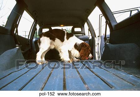 Sniffer Dog Searching Car View Large Photo Image Stock Image - Sniffer Dog Searching Car. Fotosearch