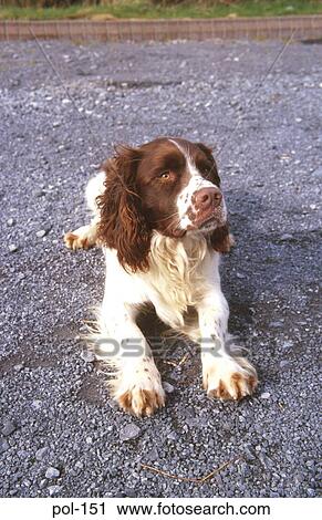 Stock Image - Sniffer Dog (Spaniel). Fotosearch