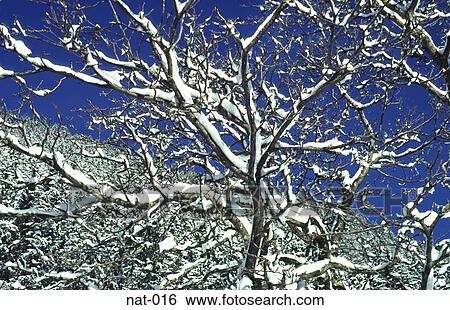 Snow on Branches of Tree in Winter View Large Photo Image Stock Photograph - Snow on Branches of Tree in Winter. Fotosearch