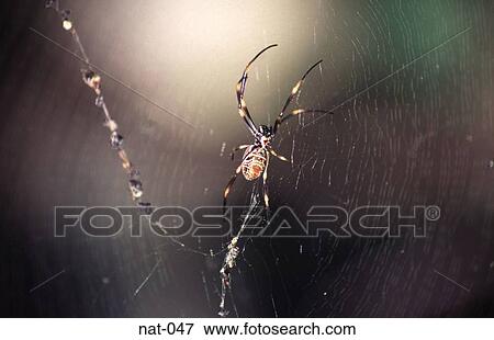 Spider at the Centre of a Web View Large Photo Image Stock Photo - Spider at the Centre of a Web. Fotosearch