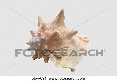 Spiral Conch Shell View Large Photo Image Stock Image - Spiral Conch Shell. Fotosearch