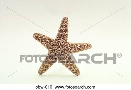 Starfish View Large Photo Image Stock Image - Starfish. Fotosearch