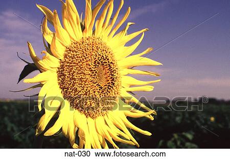 Sunflower in Full Bloom Argentina View Large Photo Image Stock Image - Sunflower in Full Bloom Argentina. Fotosearch